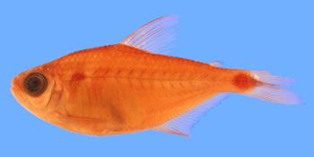 Media type: image; Ichthyology 29952